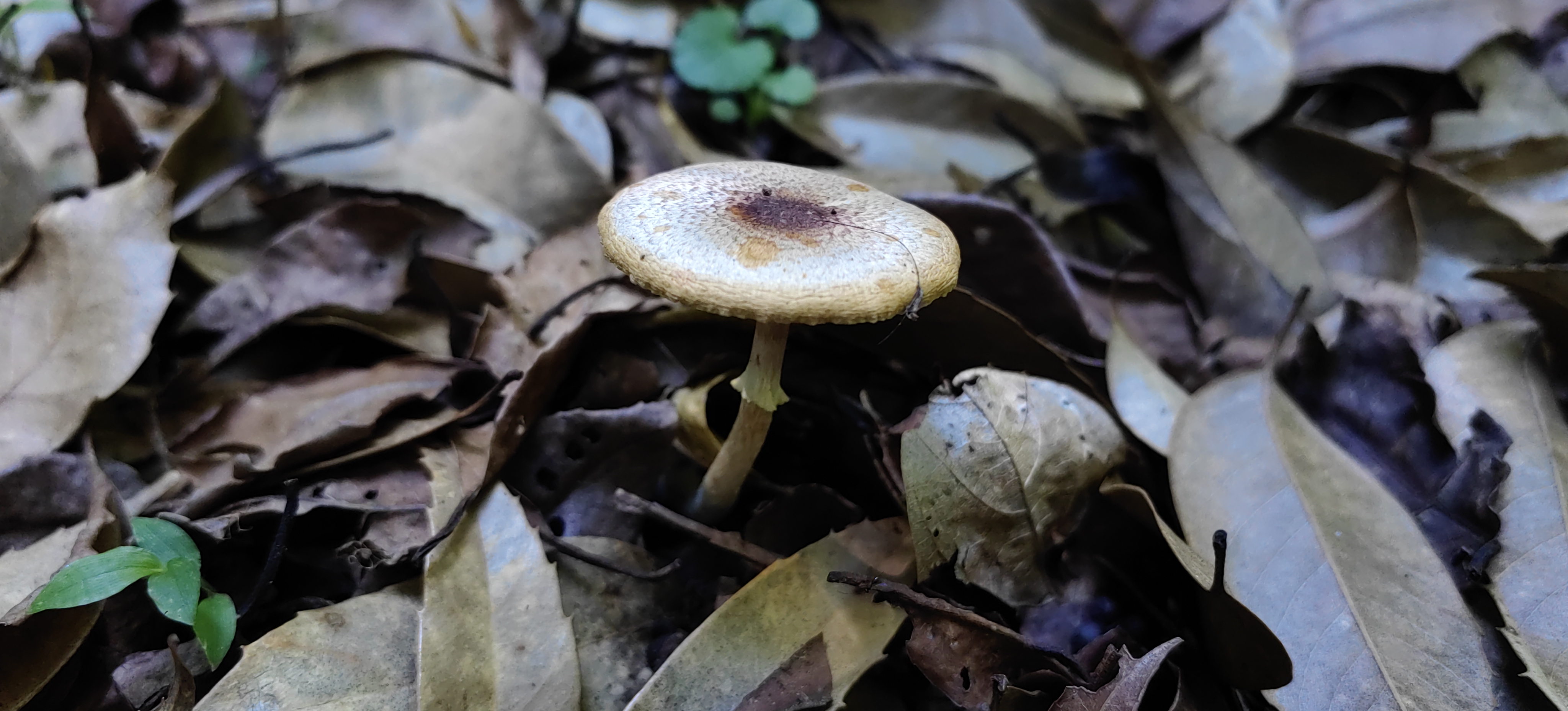 mushroom-image